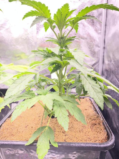 Seed Supplier. Week 4