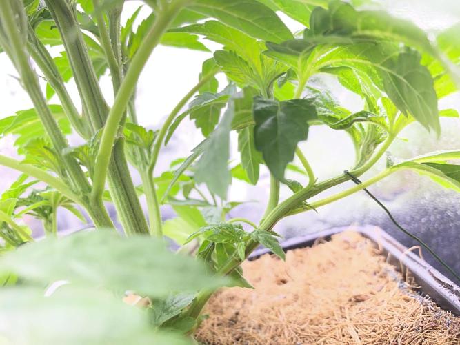 Seed Supplier. Week 4