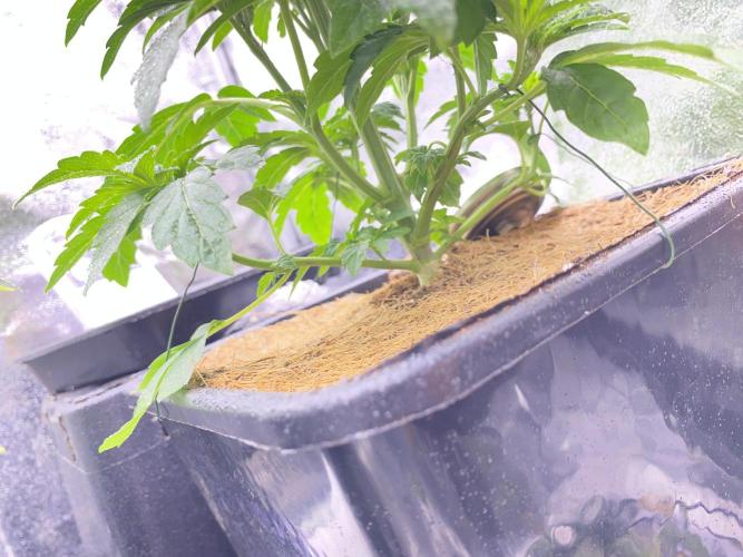Seed Supplier. Week 4