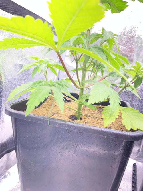 Seed supplier. Week 4