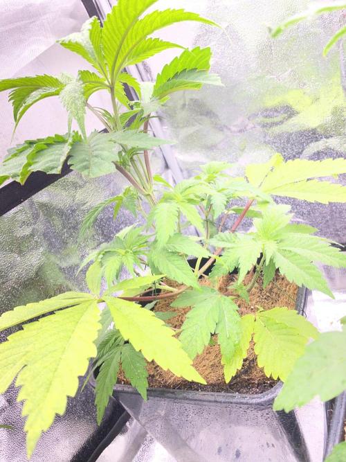 Seed supplier. Week 4