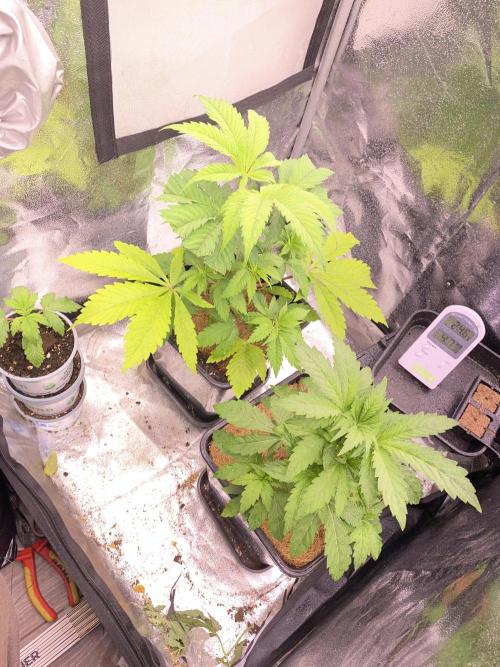 Seed supplier. Week 4