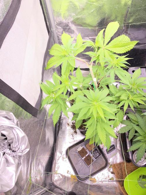 Seed supplier. Week 5