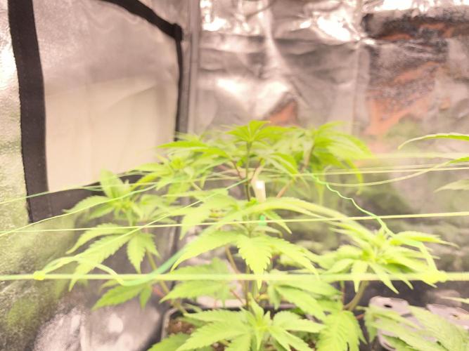 Seed supplier. Week 5