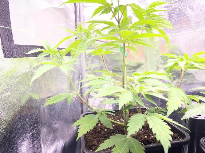 Seed supplier. Week 5