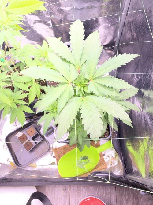 Seed Supplier. Week 5