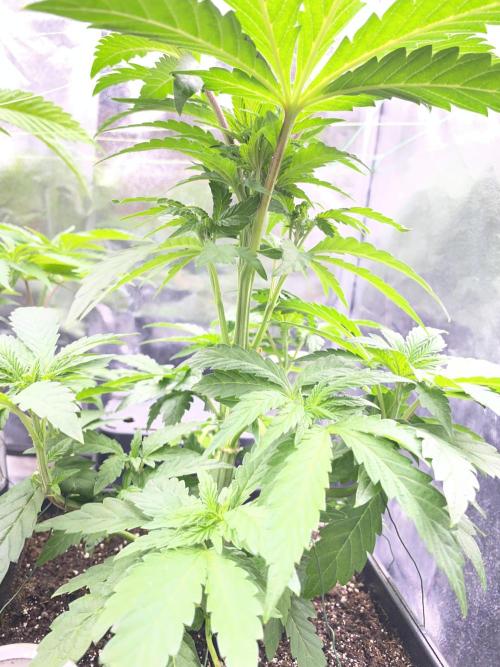 Seed Supplier. Week 5