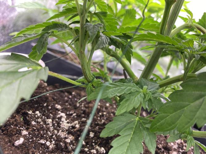 Seed Supplier. Week 5