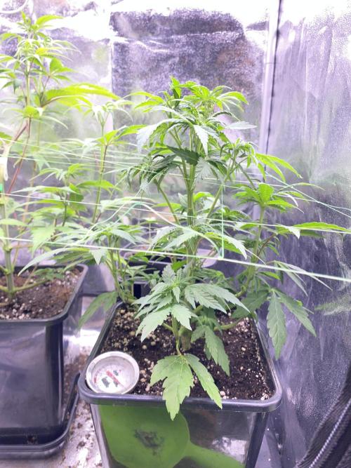Seed Supplier. Week 6