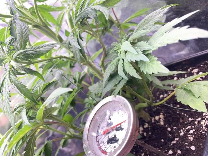 Seed Supplier. Week 6