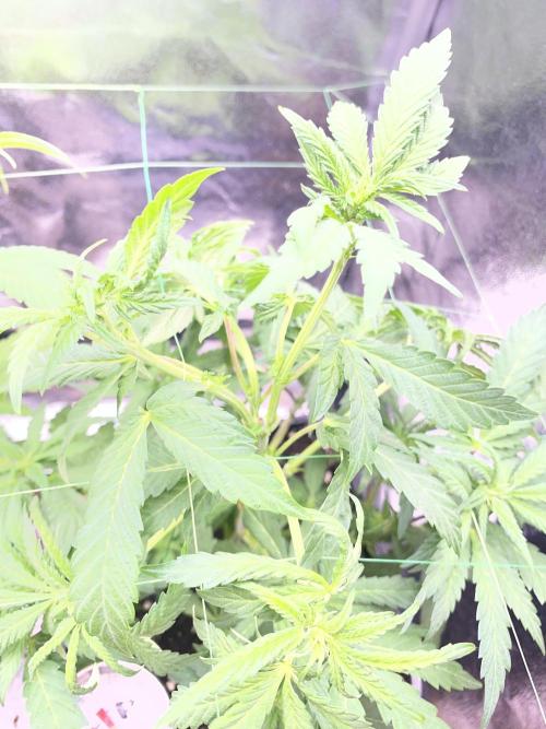 Seed Supplier. Week 6