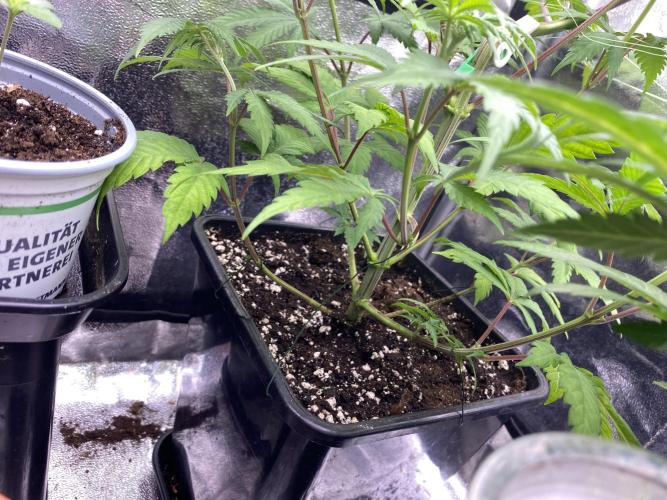 Seed supplier. Week 6