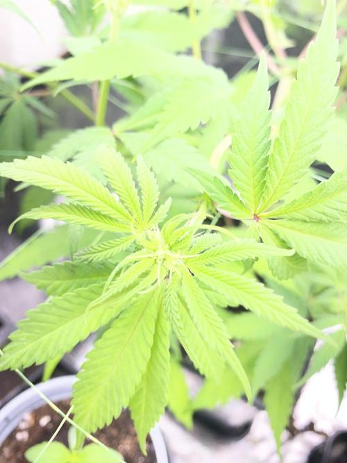 Seed supplier. Week 6