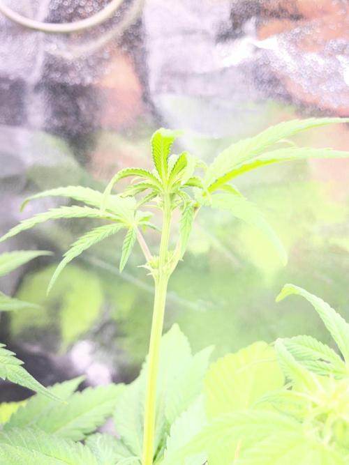 Seed supplier. Week 6