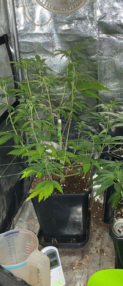 Seed supplier. Week 6