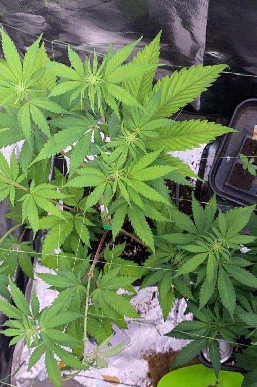 Seed supplier. Week 6