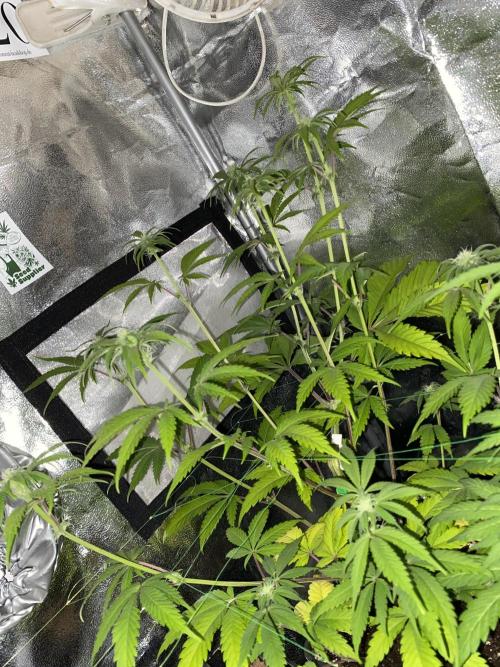 Seed supplier. Week 7