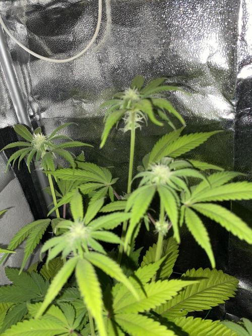 Seed supplier. Week 7