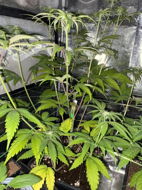Seed supplier. Week 7