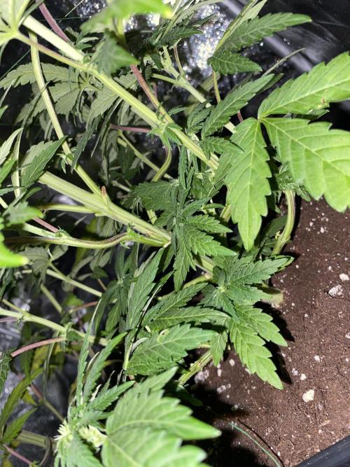 Seed Supplier. Week 7