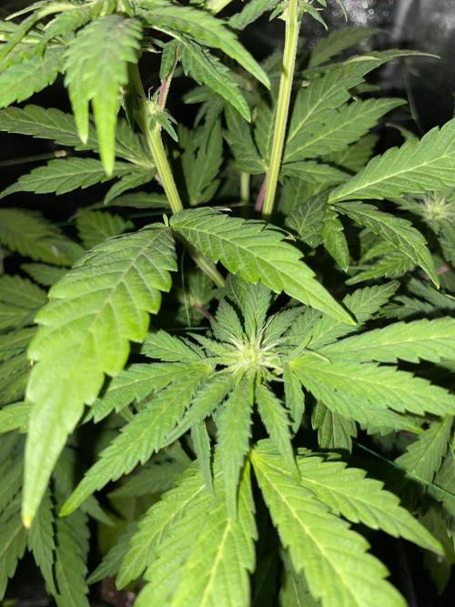 Seed Supplier. Week 7