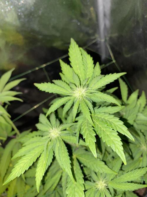 Seed Supplier. Week 7
