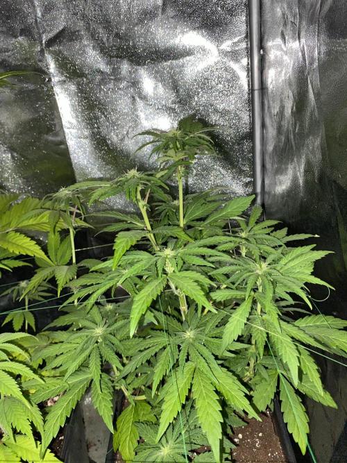 Seed Supplier. Week 7
