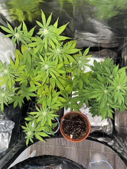 HS60. Week 7
