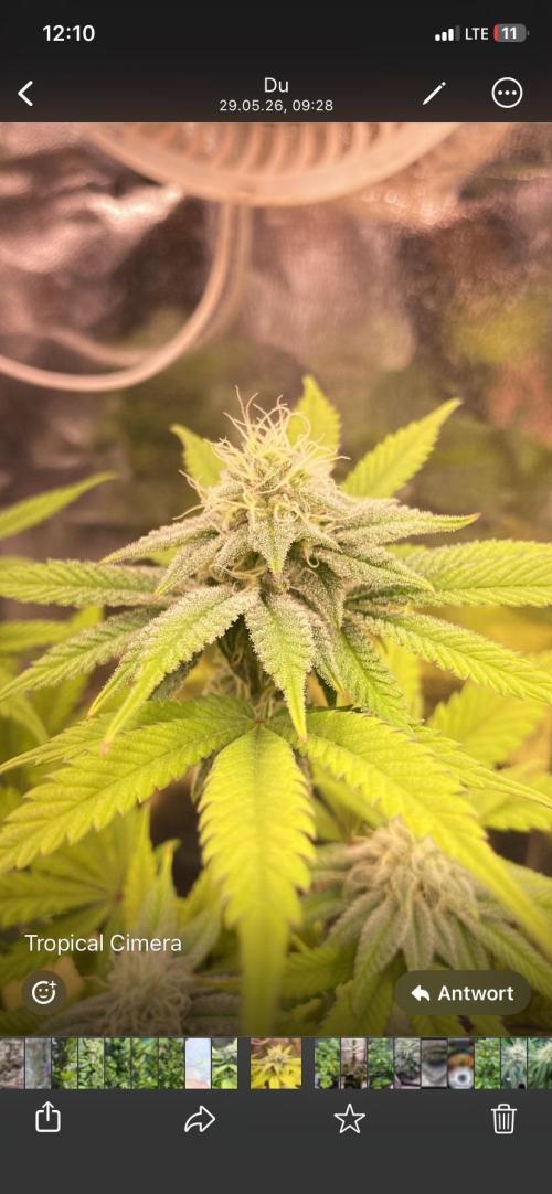 Seed supplier. Week 8