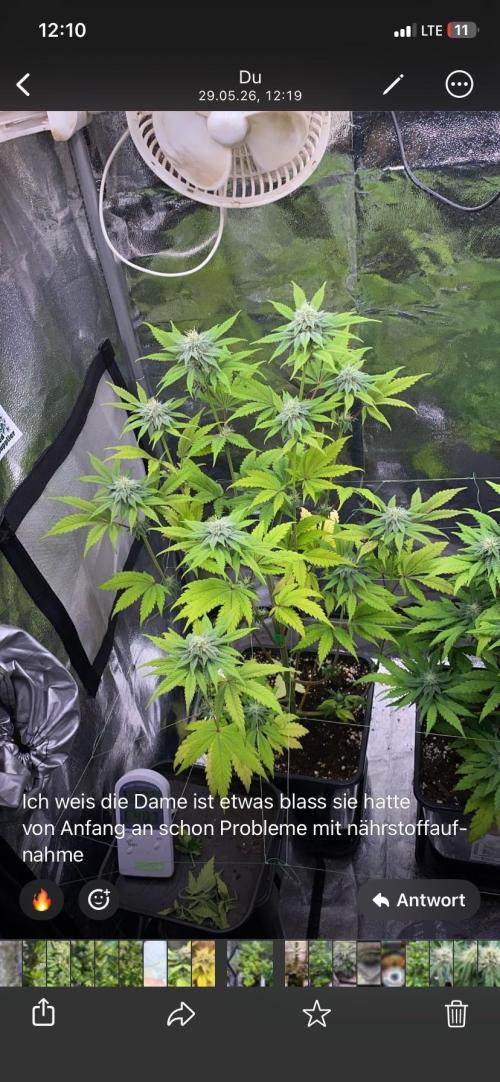 Seed supplier. Week 8