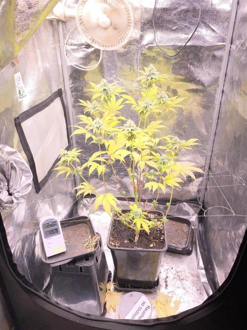 Seed supplier. Week 9