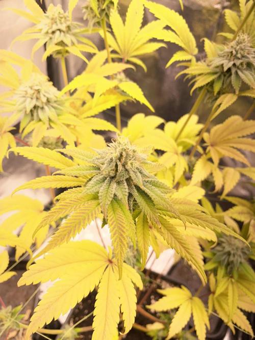 Seed supplier. Week 9
