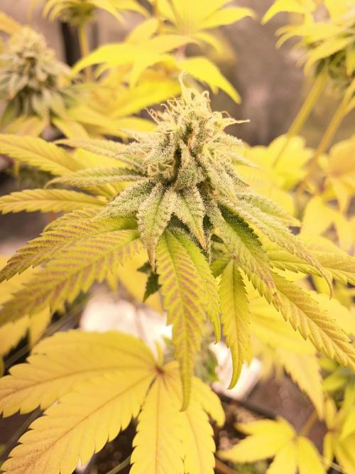Seed supplier. Week 9
