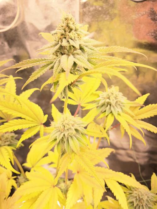 Seed supplier. Week 9
