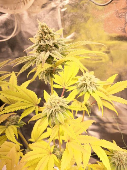 Seed supplier. Week 9