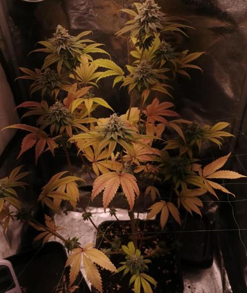 Seed supplier. Week 10