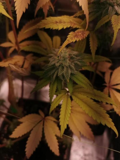 Seed supplier. Week 10