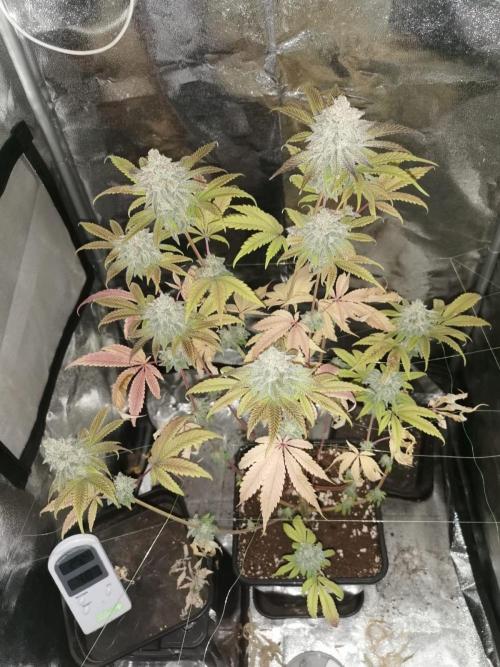 Seed supplier. Week 11