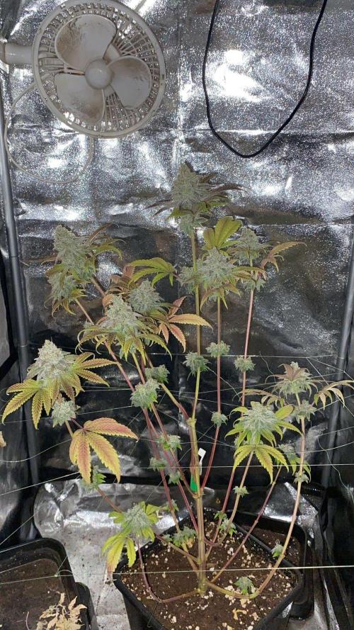 Seed supplier. Week 12