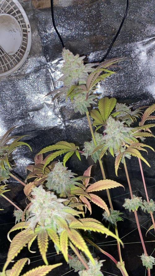 Seed supplier. Week 12