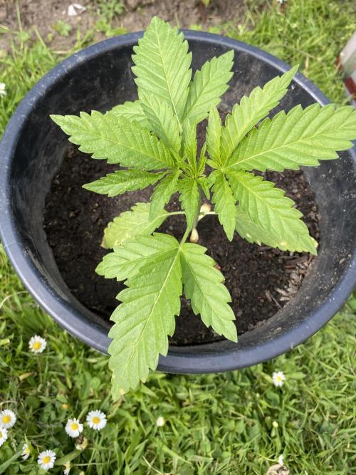 Outdoor 26. Week 3