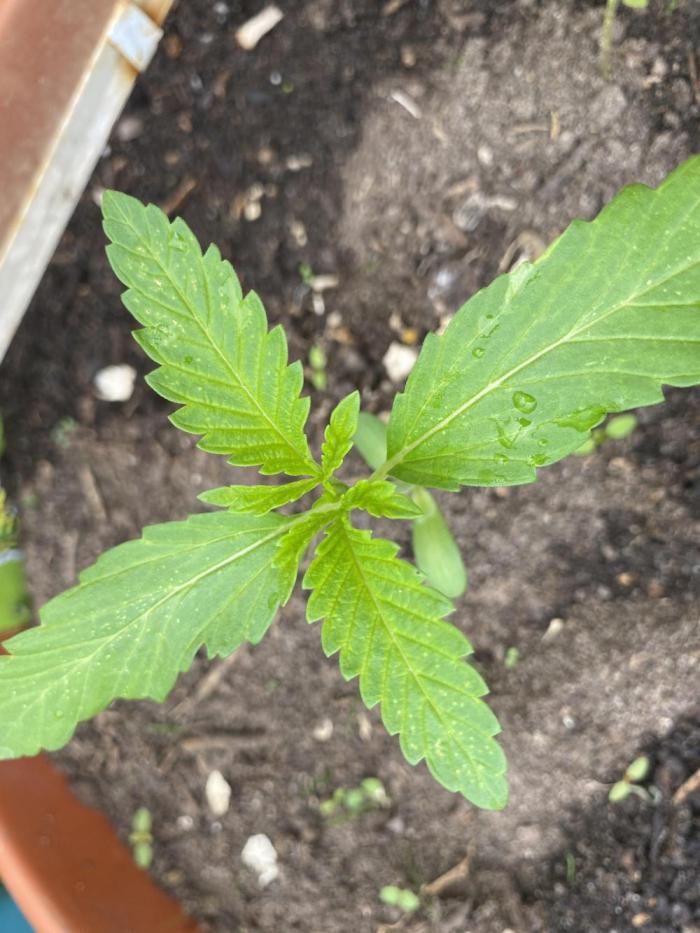 CCG Test Good Genetiks. Week 2