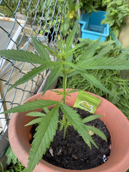 CCG Test Good Genetiks. Week 3