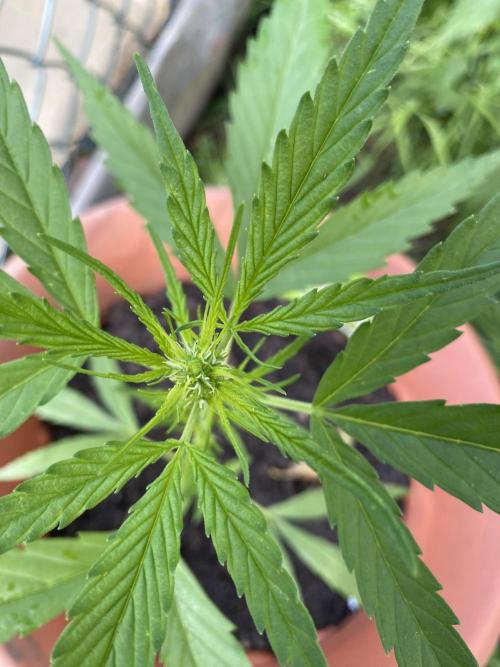 CCG Test Good Genetiks. Week 3
