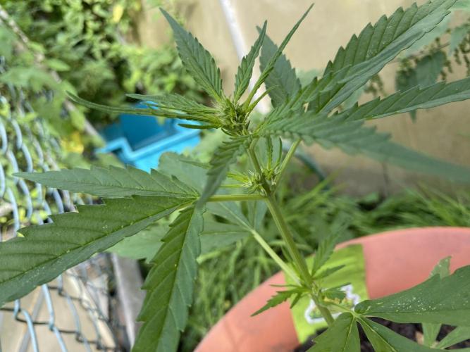 CCG Test Good Genetiks. Week 3