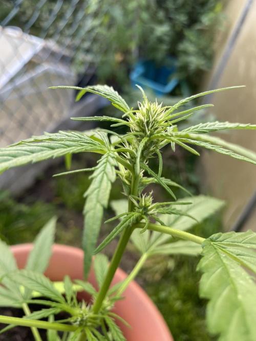CCG Test Good Genetiks. Week 4