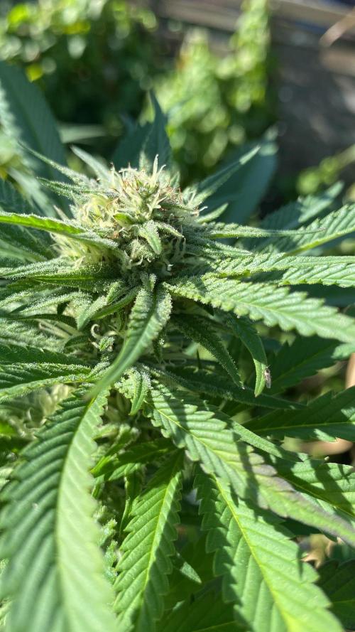 Outdoor 26. Week 4