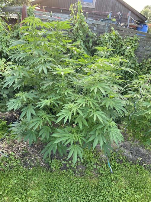 Outdoor 26. Week 4