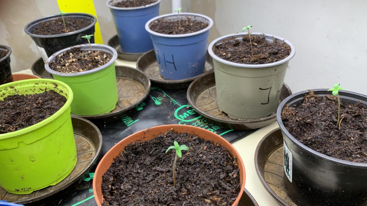 Chemdog & Jack Here by GHSC. Week 1