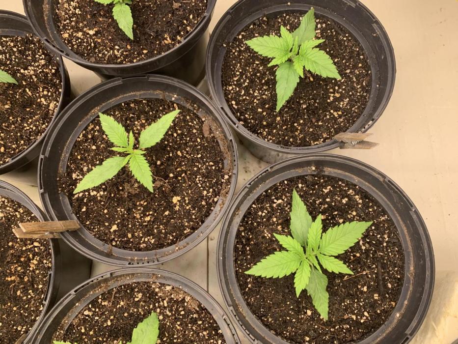 Chemdog & Jack Here by GHSC. Week 2 - end of week 2